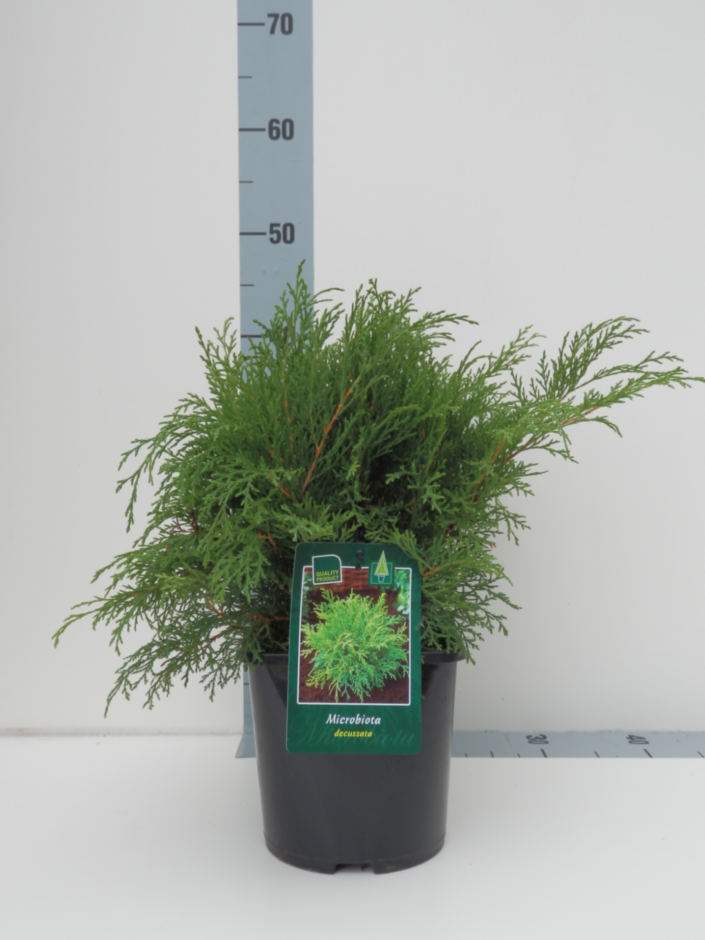 Микробиота перекрестнопарная